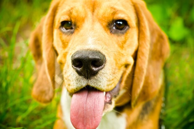 Beagle dog