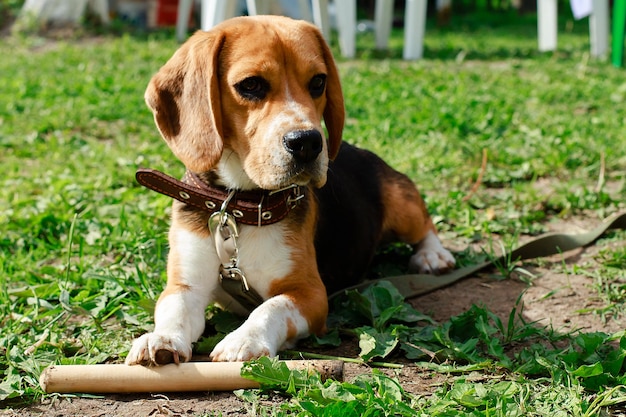 Photo beagle lying on the grass and nibbles a stick