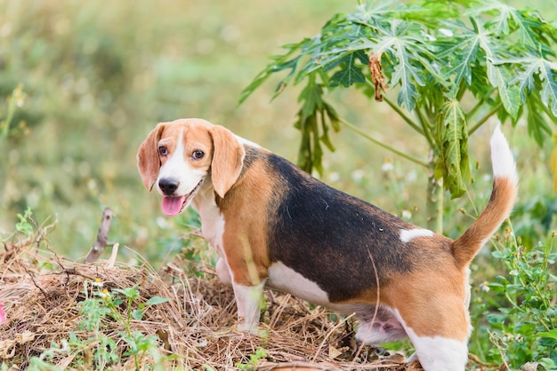 Beagle portrait