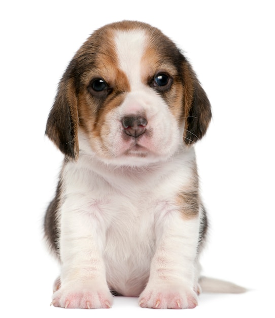 Beagle Puppy, 1 month old, sitting 