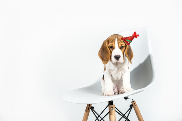 Photo a beagle puppy in a new years hat new years puppy on a white light background horizontal photo with empty space