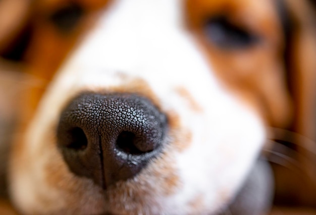 Beagle puppy nose closeup