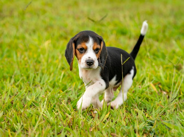 Beagle puppy playing on green grass.