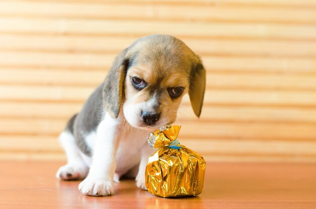 Beagle puppy