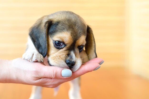 Beagle puppy