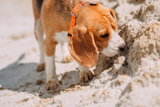 Beagle on a summer walk 4233