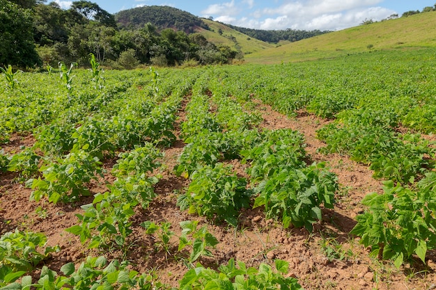 Bean crop in a small rural property in Guarani