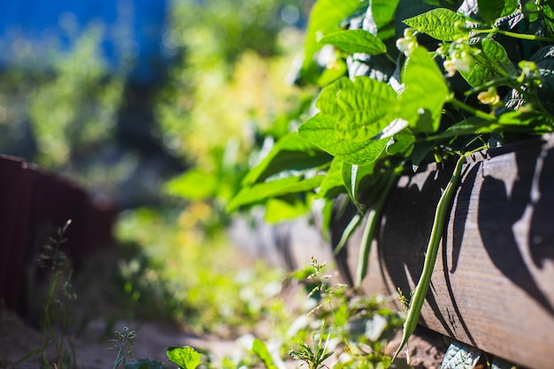 Bean crops planted in soil get ripe under sun Cultivated land close up with sprout Agriculture plant growing in bed row Green natural food crop