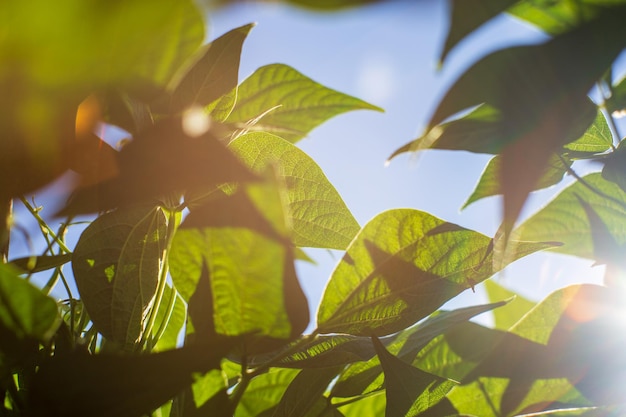 Bean crops planted in soil get ripe under sun Cultivated land close up with sprout Agriculture plant growing in bed row Green natural food crop