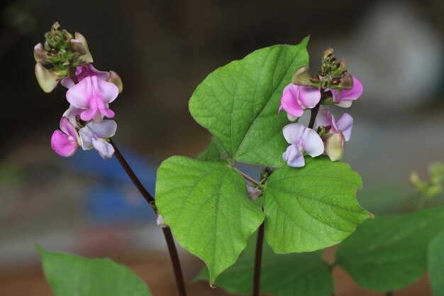 Bean flower