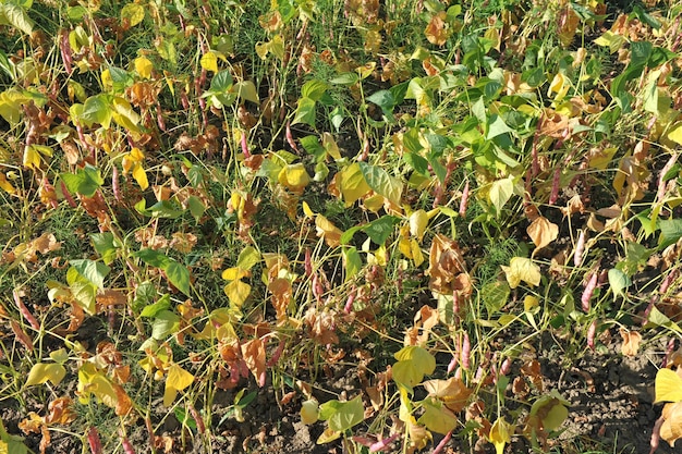 Bean harvest after drought