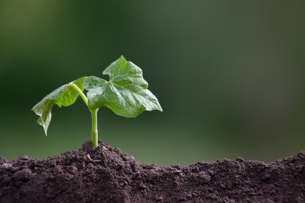 Bean sprout on a blurred background The young plant sprouted from the soil