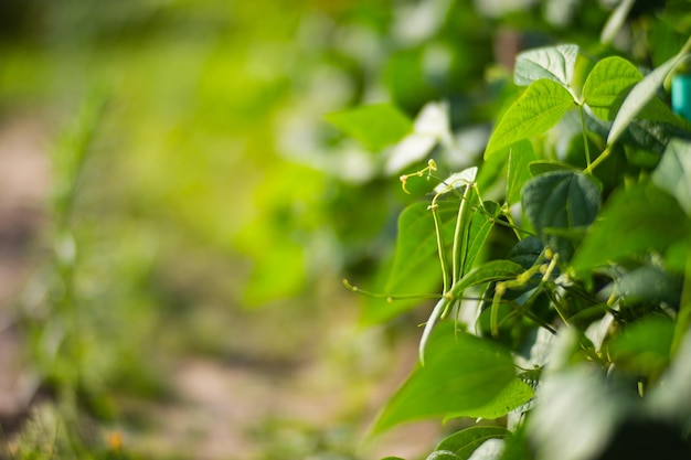 Bean sprouts planted in soil get ripe under sun Cultivated land close up with sprout Agriculture plant growing in bed row Green natural food crop