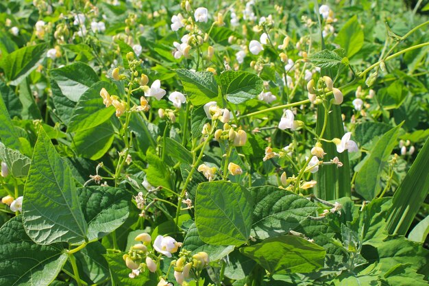 Beans blossom in garden