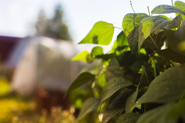 Beans crops planted in soil get ripe under sun Cultivated land close up with sprout Agriculture plant growing in bed row Green natural food crop