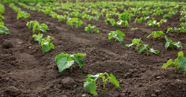 Beans planted on seedlings Vegetable garden agriculture rural business