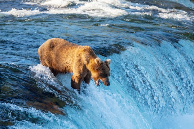 Bear on Alaska