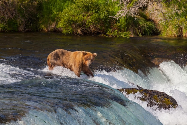 Bear on Alaska