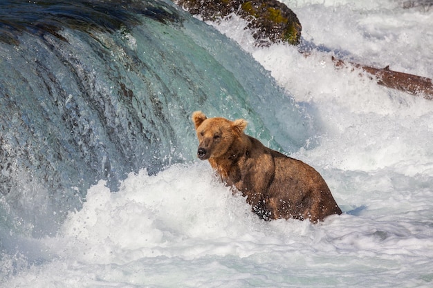 Bear on Alaska