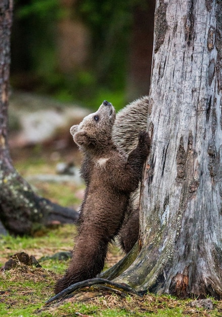 Bear cub is standing near the tree on its hind legs