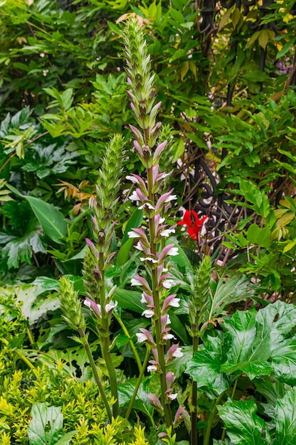 bear's breeches flower blooming