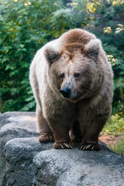 A bear on the shore of a lake