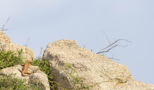 A bear sits on a rock with a tree branch in the background.