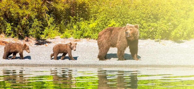 Bear with cubs on the lake with reflection on sunlight with copy space