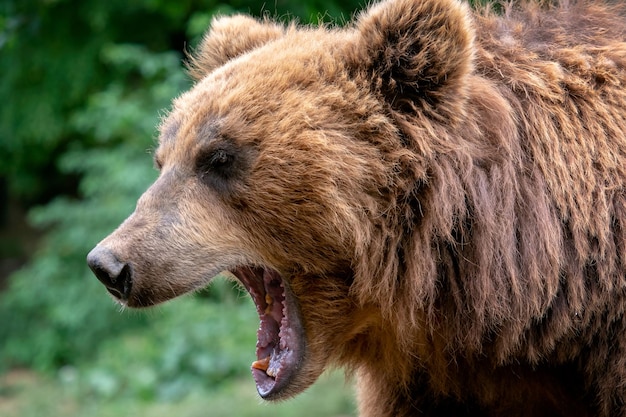 Bear with open muzzle Portrait of brown kamchatka bear Ursus arctos beringianus