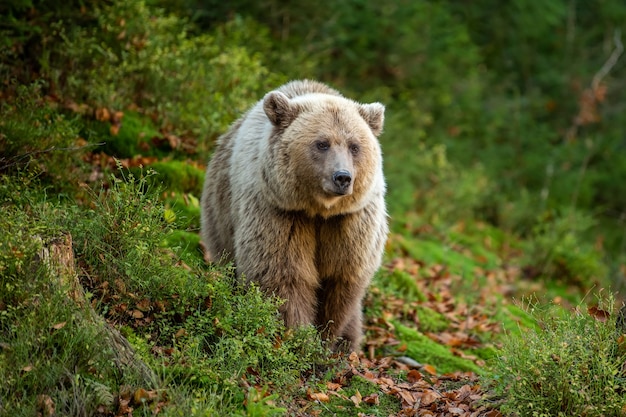 Bear in yellow forest. Autumn trees with bear, Ursus arctos, fall colours