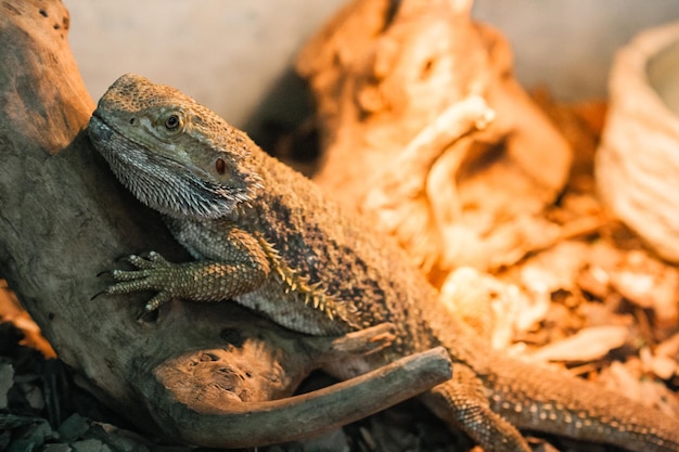 The bearded agama sits on a snag