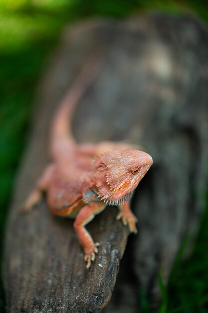 Bearded dragon on ground with blur background