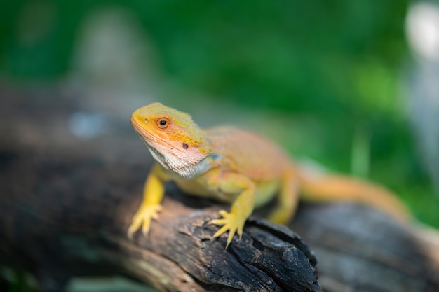 Bearded dragon on ground with blur background