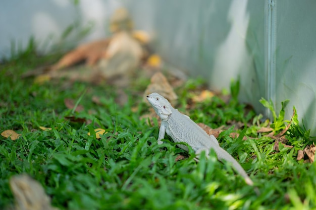 Bearded dragon on ground with blur background