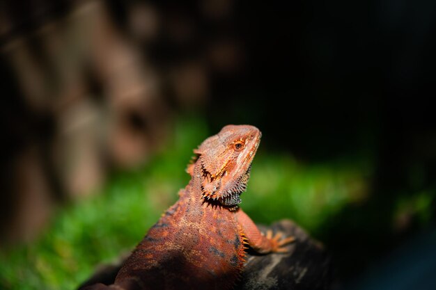 Bearded dragon on ground with blur background