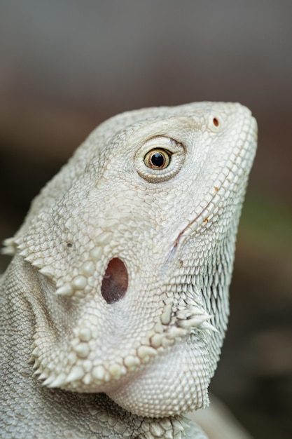 Bearded dragon on ground with blur background