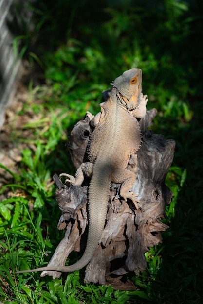 Bearded dragon on ground with blur background