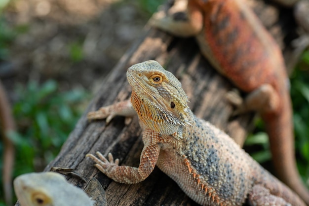 Bearded dragon on ground with blur background