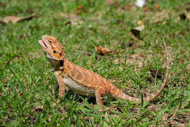 Bearded dragon on ground with blur background