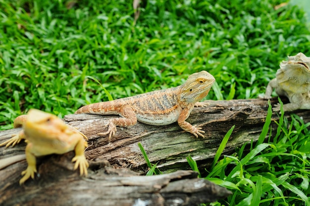 Bearded dragon on ground with blur background