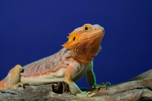 Bearded dragon on ground with color background