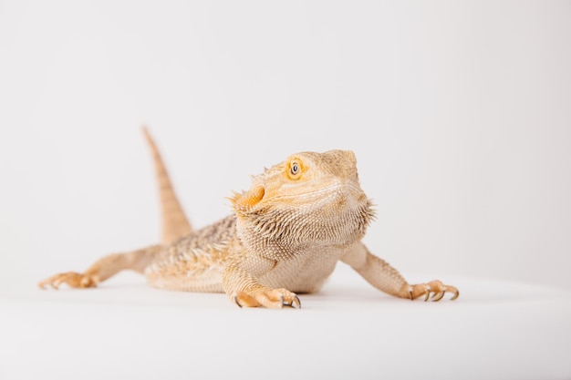 A bearded dragon is sitting on a white surface.