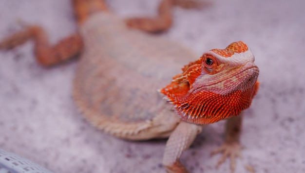 Bearded dragon (Pogona Vitticeps) is australian lizard  with close up