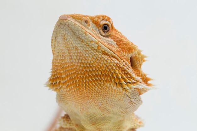 Bearded dragon Pogona vitticeps isolated on a white background