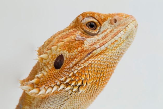 Bearded dragon Pogona vitticeps isolated on a white background