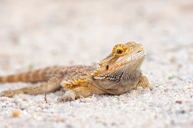 Bearded dragon in the sand