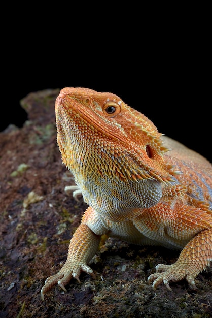 A bearded dragon sits on a rock with a black background.