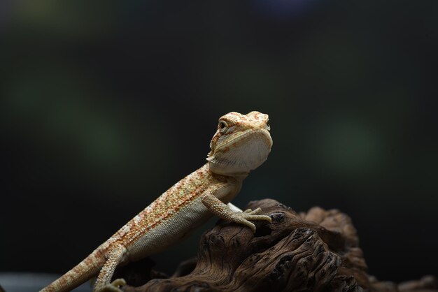 Bearded dragon on a tree