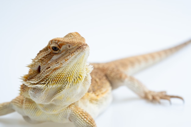 Bearded dragon on white background