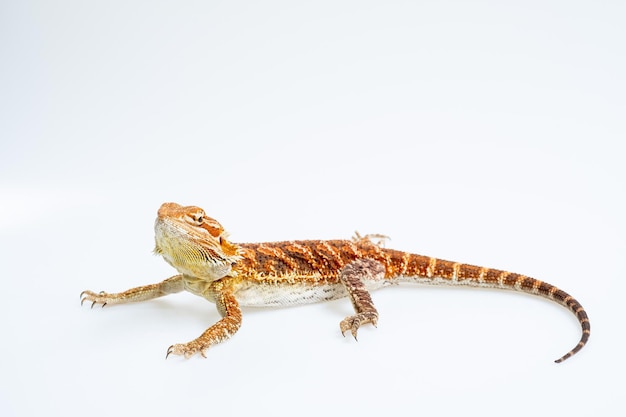 Bearded dragon on white background